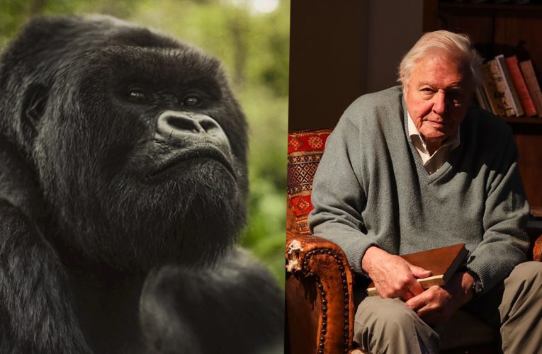 Gorilla Story Review: David Attenborough’s Most Personal and Emotional Film Yet